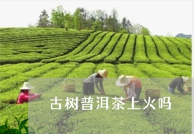 古树普洱茶上火吗/2023031622927