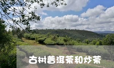 古树普洱茶和炒茶/2023031601504