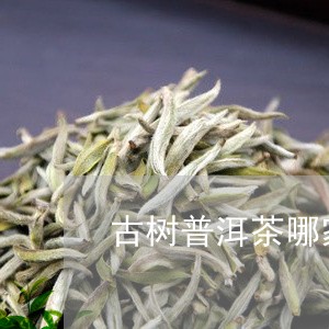 古树普洱茶哪家好/2023031794046