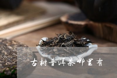 古树普洱茶哪里有/2023031627248