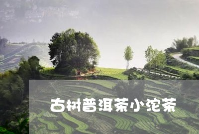 古树普洱茶小沱茶/2023041261704