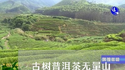 古树普洱茶无量山/2023040100604