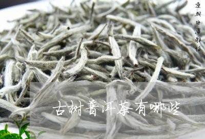 古树普洱茶有哪些/2023031898481