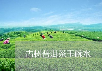 古树普洱茶玉碗水/2023033104946