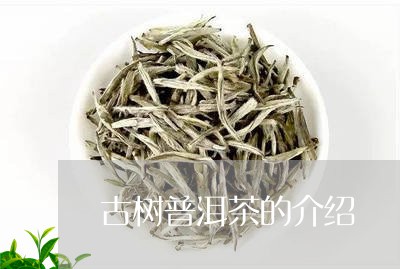 古树普洱茶的介绍/2023031873926