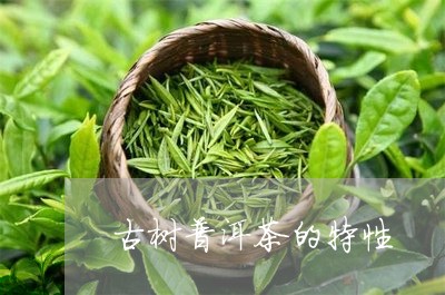 古树普洱茶的特性/2023040137252