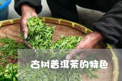 古树普洱茶的特色/2023031728695