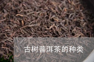 古树普洱茶的种类/2023031628360