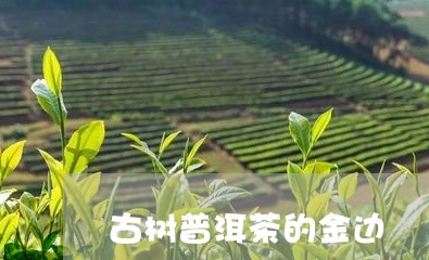 古树普洱茶的金边/2023040110373