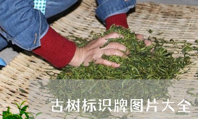 古树标识牌图片大全/2023041655937