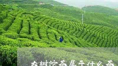 古树沱茶属于什么茶/2023032137379