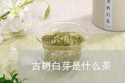 古树白芽是什么茶/2023032471736