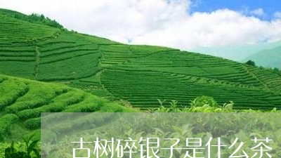 古树碎银子是什么茶/2023032197250