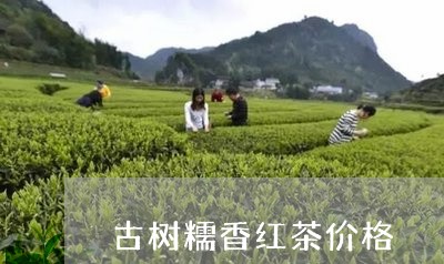 古树糯香红茶价格/2023032494836