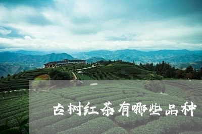 古树红茶有哪些品种/2023041754161