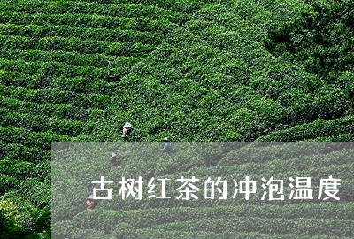 古树红茶的冲泡温度/2023032141704