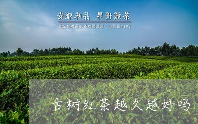 古树红茶越久越好吗/2023041793937