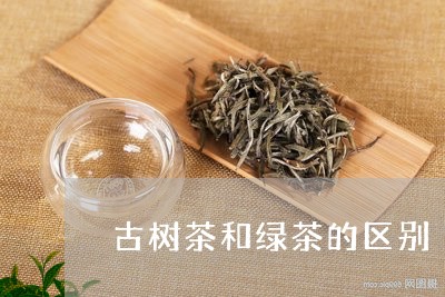 古树茶和绿茶的区别/2023032139572