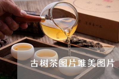 古树茶图片唯美图片/2023032228492