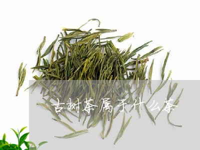 古树茶属于什么茶/2023041315036