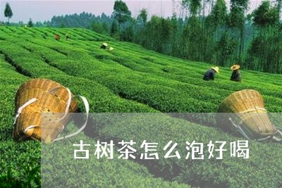 古树茶怎么泡好喝/2023032630414