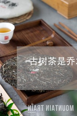 古树茶是乔木茶吗/2023032686130