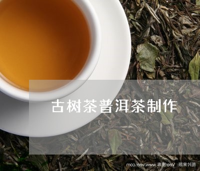 古树茶普洱茶制作/2023031669827