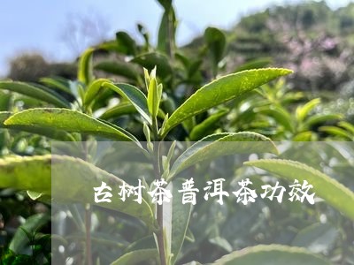 古树茶普洱茶功效/2023031683814