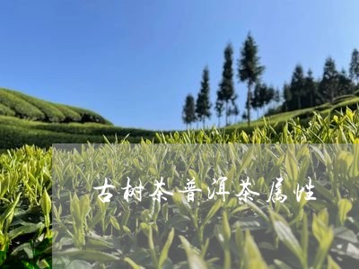 古树茶普洱茶属性/2023031604025