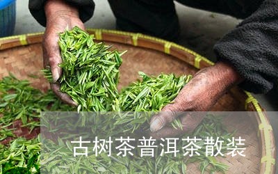 古树茶普洱茶散装/2023041104057