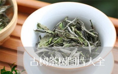 古树茶树图片大全/2023032650716