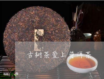 古树茶爱上普洱茶/2023041267362