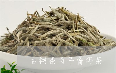 古树茶百年普洱茶/2023033104827