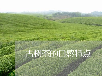 古树茶的口感特点/2023032659682