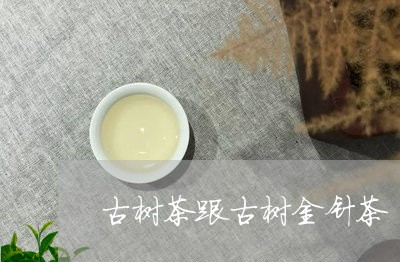 古树茶跟古树金针茶/2023032164039