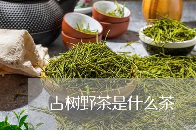 古树野茶是什么茶/2023032445037