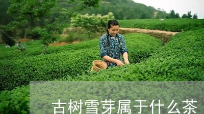 古树雪芽属于什么茶/2023041773615