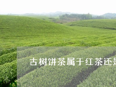 古树饼茶属于红茶还是白茶/2023040278350