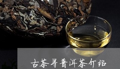 古茶寻普洱茶介绍/2023041159462