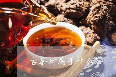 古茶树属于什么茶/2023032573795