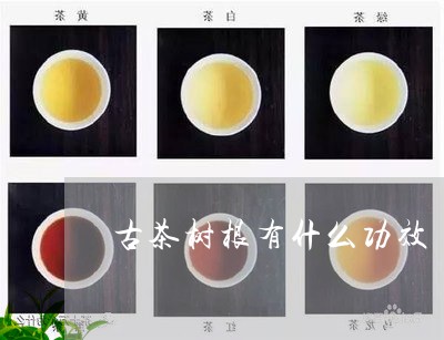 古茶树根有什么功效/2023041659392