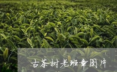 古茶树老班章图片/2023032937581