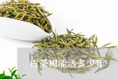 古茶树能活多少年/2023032434949