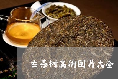 古茶树高清图片大全/2023041648494