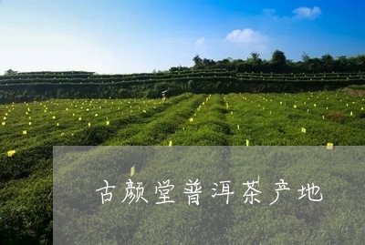 古颜堂普洱茶产地/2023041398241