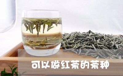 可以做红茶的茶种/2023032508573