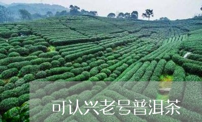 可认兴老号普洱茶/2023033124815