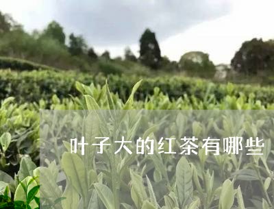 叶子大的红茶有哪些/2023041644147