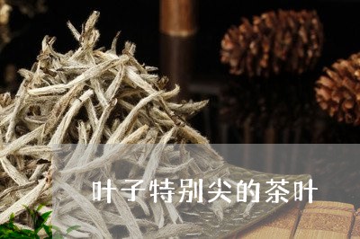 叶子特别尖的茶叶/2023032758169