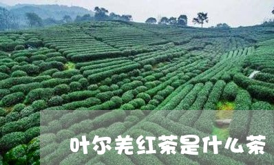 叶尔羌红茶是什么茶/2023041686159